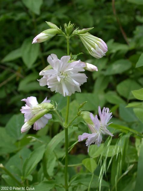 genus bet|Saponaria officinalis .